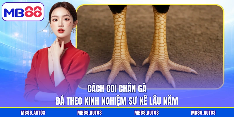 Cách Coi Chân Gà Đá Theo Kinh Nghiệm Sư Kê Lâu Năm